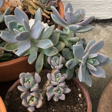 Graptopetalum Paraguayense subsp. Paraguayense