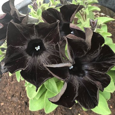 Petunia 'Wespecrablama' (Crazytunia Series) syn. Petunia 'Black Mamba'