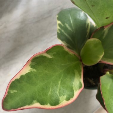 peperomia clusiifolia var. tricolor