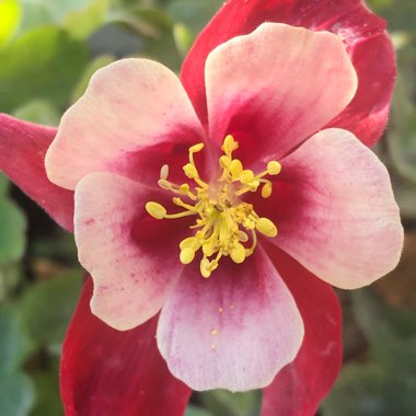 Aquilegia hybrida 'Crimson Star'