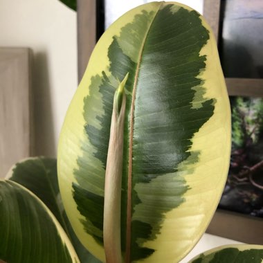 Ficus elastica 'Variegata'