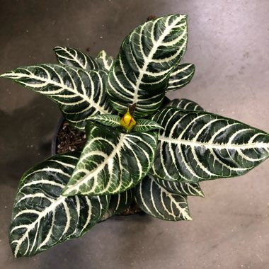 Aphelandra Squarrosa