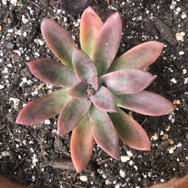 Echeveria Hybrid ‘Red Licorice'