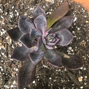 Echeveria Dark Moon