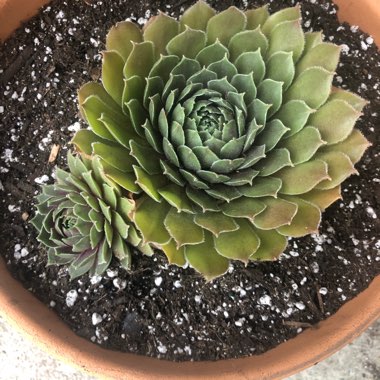 Sempervivum Ruby Heart