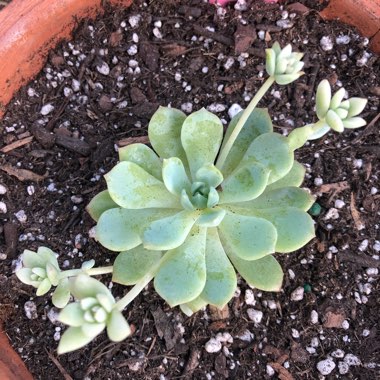 Echeveria Prolifica