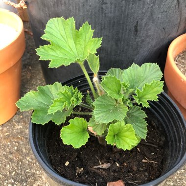 Pelargonium x domesticum