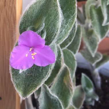 Tradescantia sillamontana