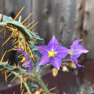 Solanum pyracanthum