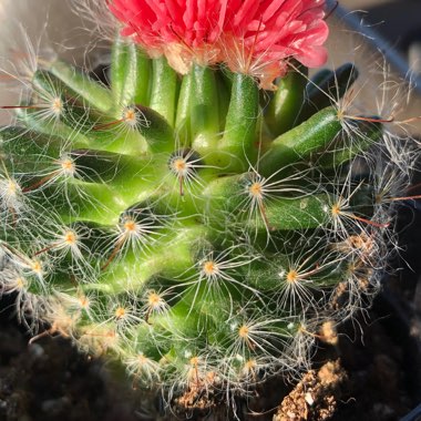 Mammillaria bocasana 'Roseiflora'