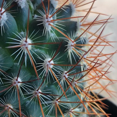 Mammillaria mercadensis syn. Mammillaria berkiana