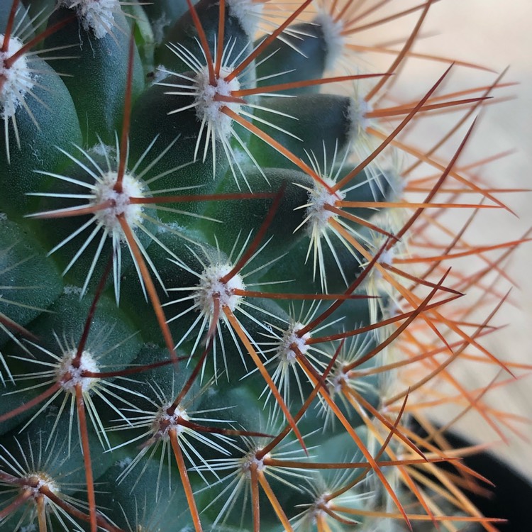 Plant image Mammillaria mercadensis syn. Mammillaria berkiana