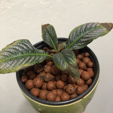 Strobilanthes dyeriana 'Persian Shield'