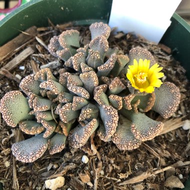 Titanopsis Calcarea (Living Jewel)