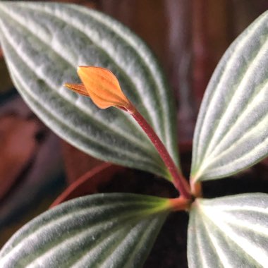 Peperomia puteolata