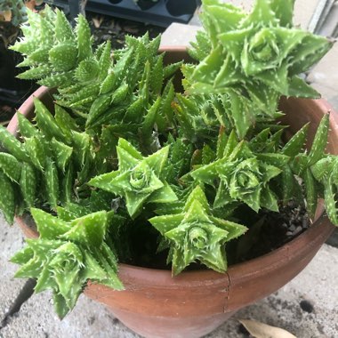 Aloe 'Juvenna'