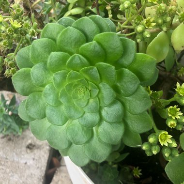 Aeonium Tabuliforme