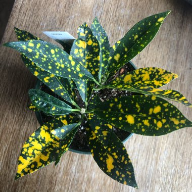 Codiaeum variegatum 'Gold Dust'