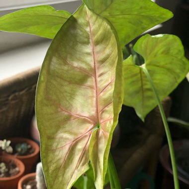 Syngonium podophyllum 'Berry Allusion'