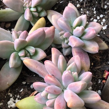 Graptoveria ‘Blue Pearl'