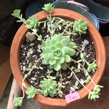 Echeveria Prolifica