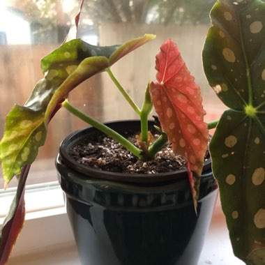 Begonia Maculata 'Wightii'