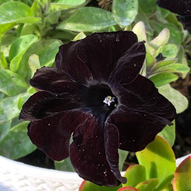 Petunia 'Wespecrablama' (Crazytunia Series) syn. Petunia 'Black Mamba'