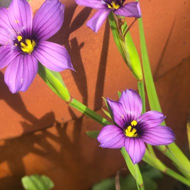 Sisyrinchium 'Californian Skies'