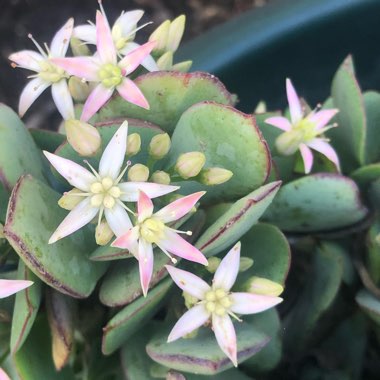 Crassula arborescens subsp. undulatifolia 'Bluebird'