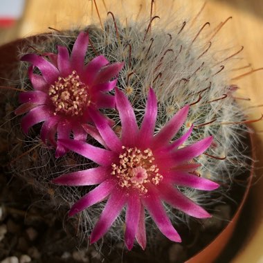 Mammillaria bocasana 'Roseiflora'