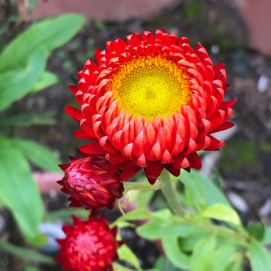 Helichrysum Bracteatum ‘Monster Rose'