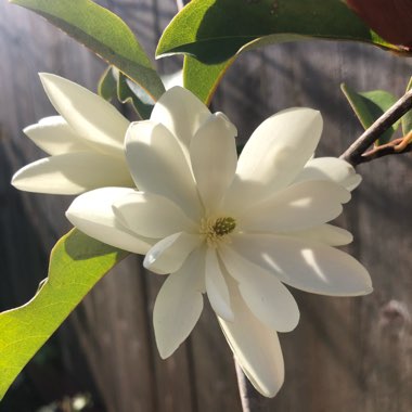 Magnolia