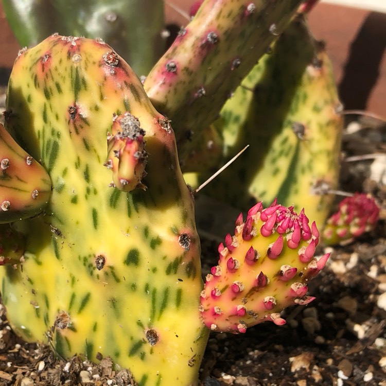 Plant image Opuntia Ficus-Indica Variegata