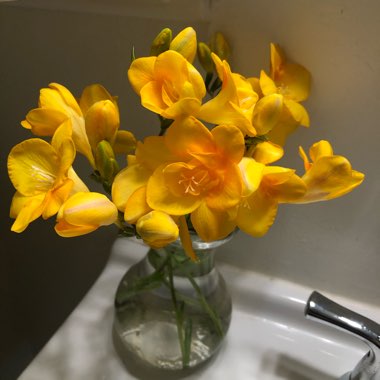 Freesia 'Gold River'