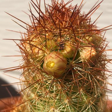 Mammillaria elongata 'Copper King'