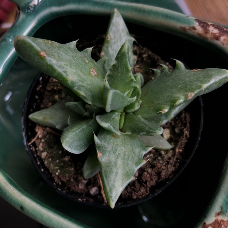 Plant image Faucaria tigrina variegata