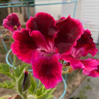 Pelargonium x domesticum