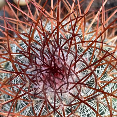 Mammillaria mercadensis