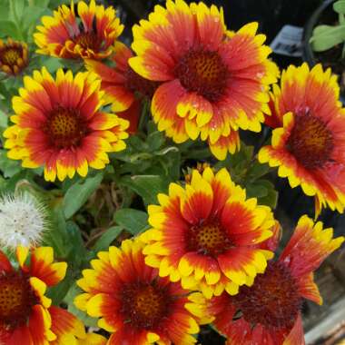 Gaillardia x grandiflora 'Dazzler' syn. Gaillardia 'Dazzler'