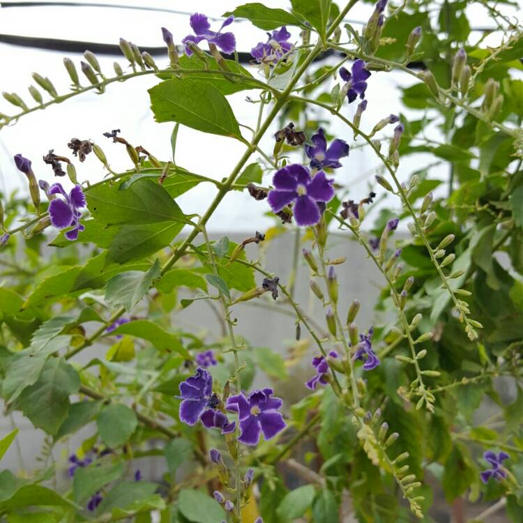 Plant image Duranta