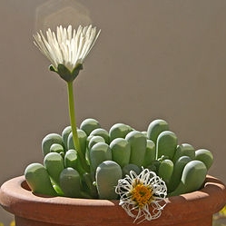 Plant image Fenestraria Rhopalophylla 