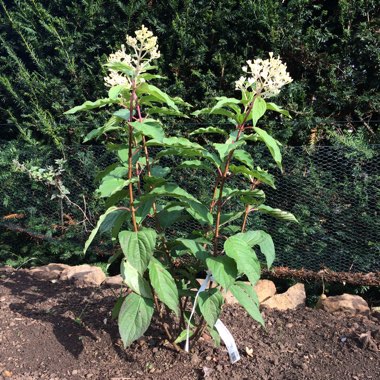 Hydrangea Phantom