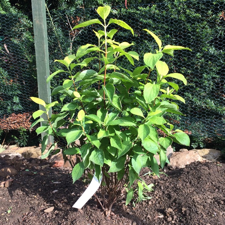 Plant image Philadelphus coronarius 'Aureus'