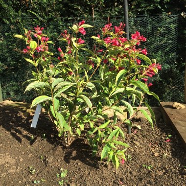 Weigela 'Moulin Rouge'