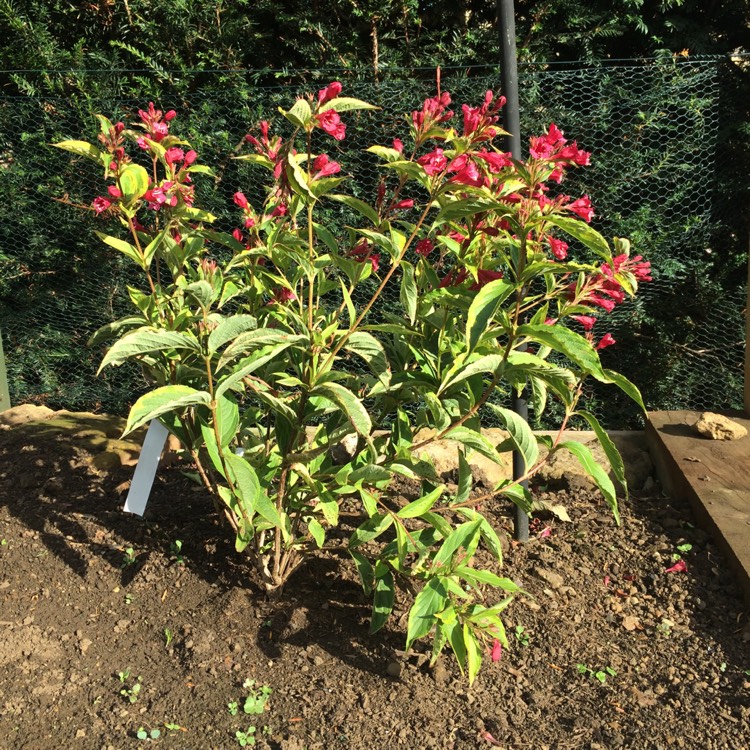 Plant image Weigela florida 'Brigela' syn. Weigela florida 'Moulin Rouge'