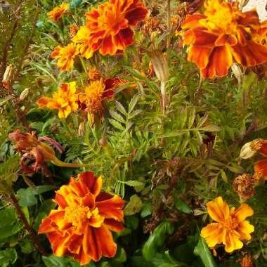 Tagetes