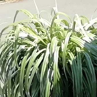 Plant image Phormium 'Yellow Wave'