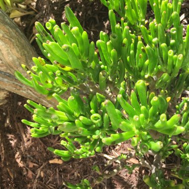 Crassula ovata 'Gollum'