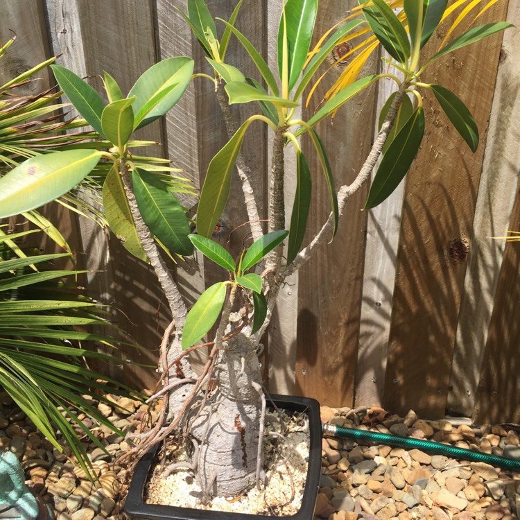 Plant image Ficus Macrophylla