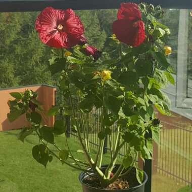 Hibiscus 'Luna Red'